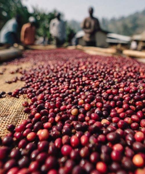 WhatsApp Image 2025-11-28 at 1.10.04 AM (1)